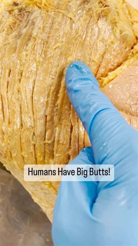 Why Humans Have Big Butts 